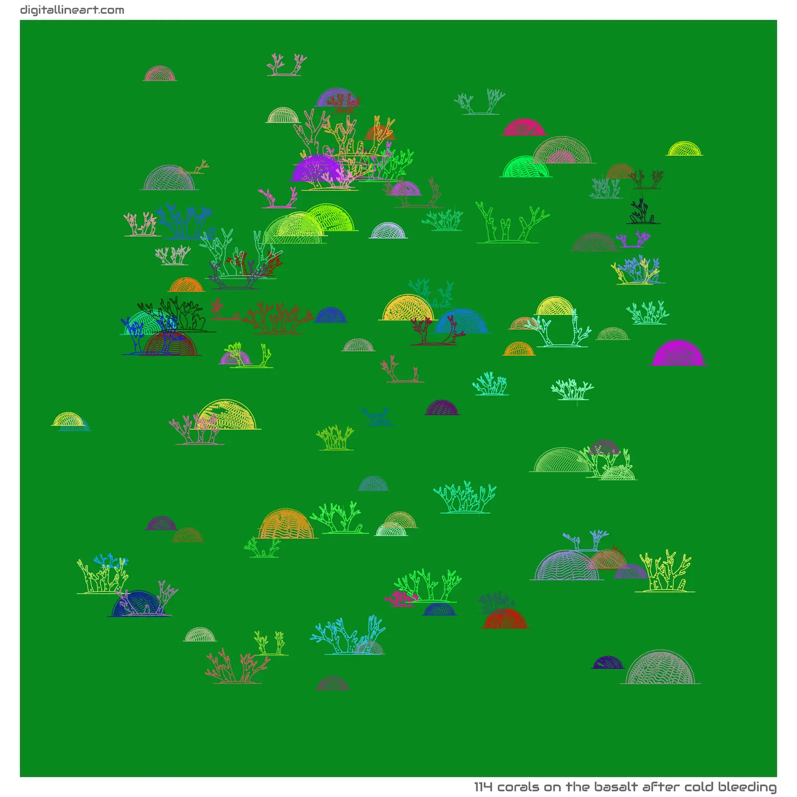 The Basalt after Cold Bleeding — 114 corals
