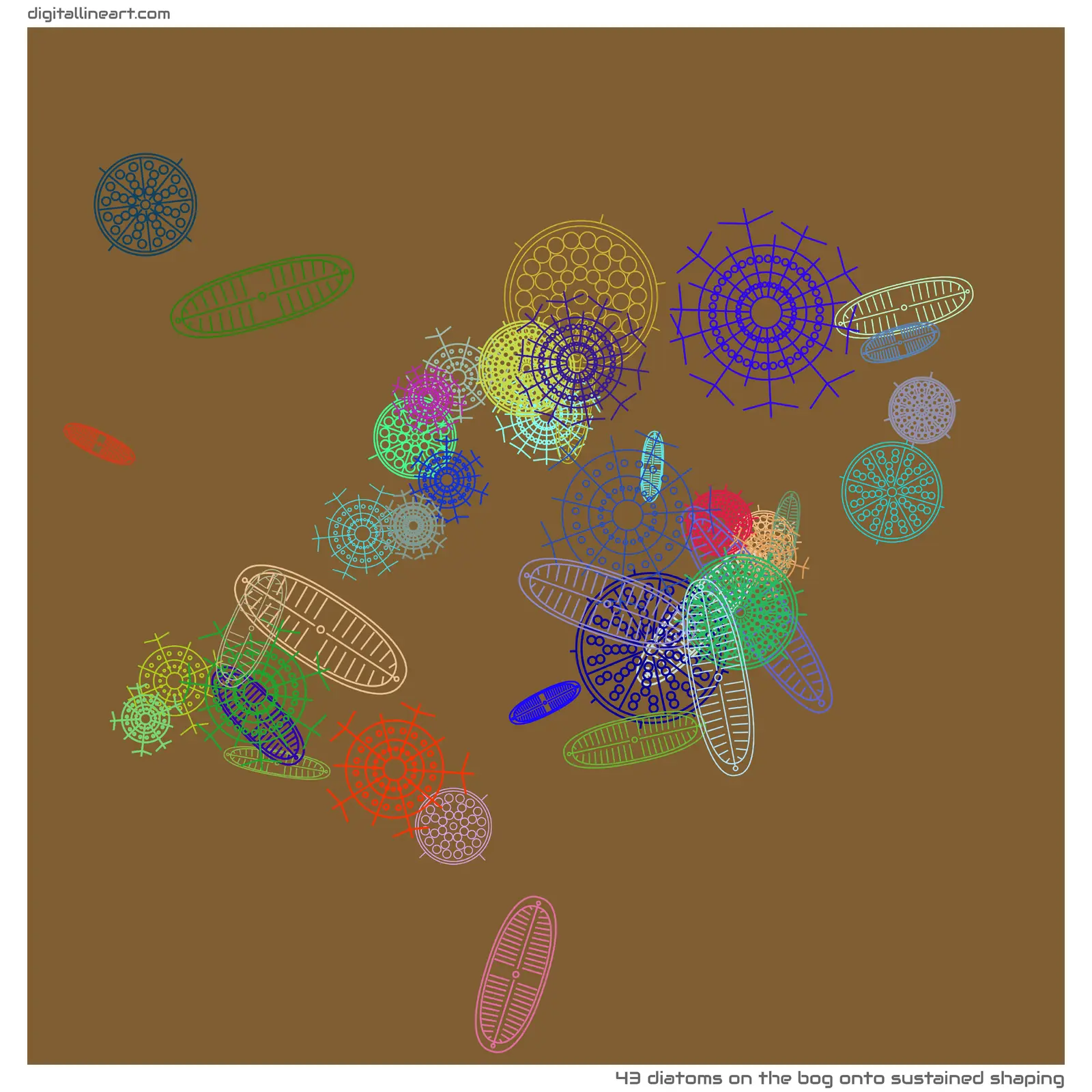 The Bog onto Sustained Shaping — 43 diatoms