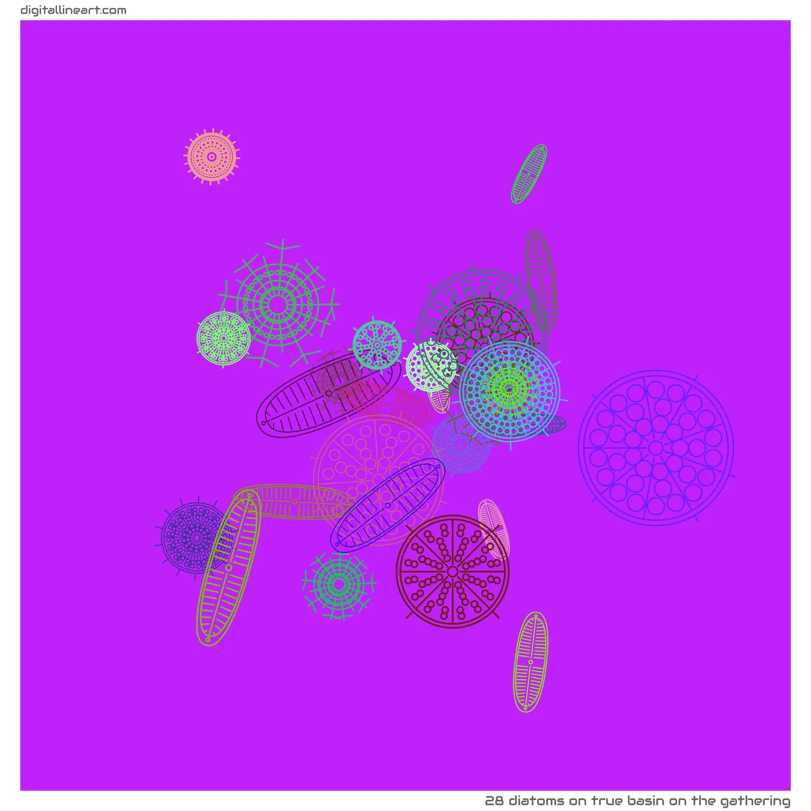 True Basin on the Gathering — 28 diatoms