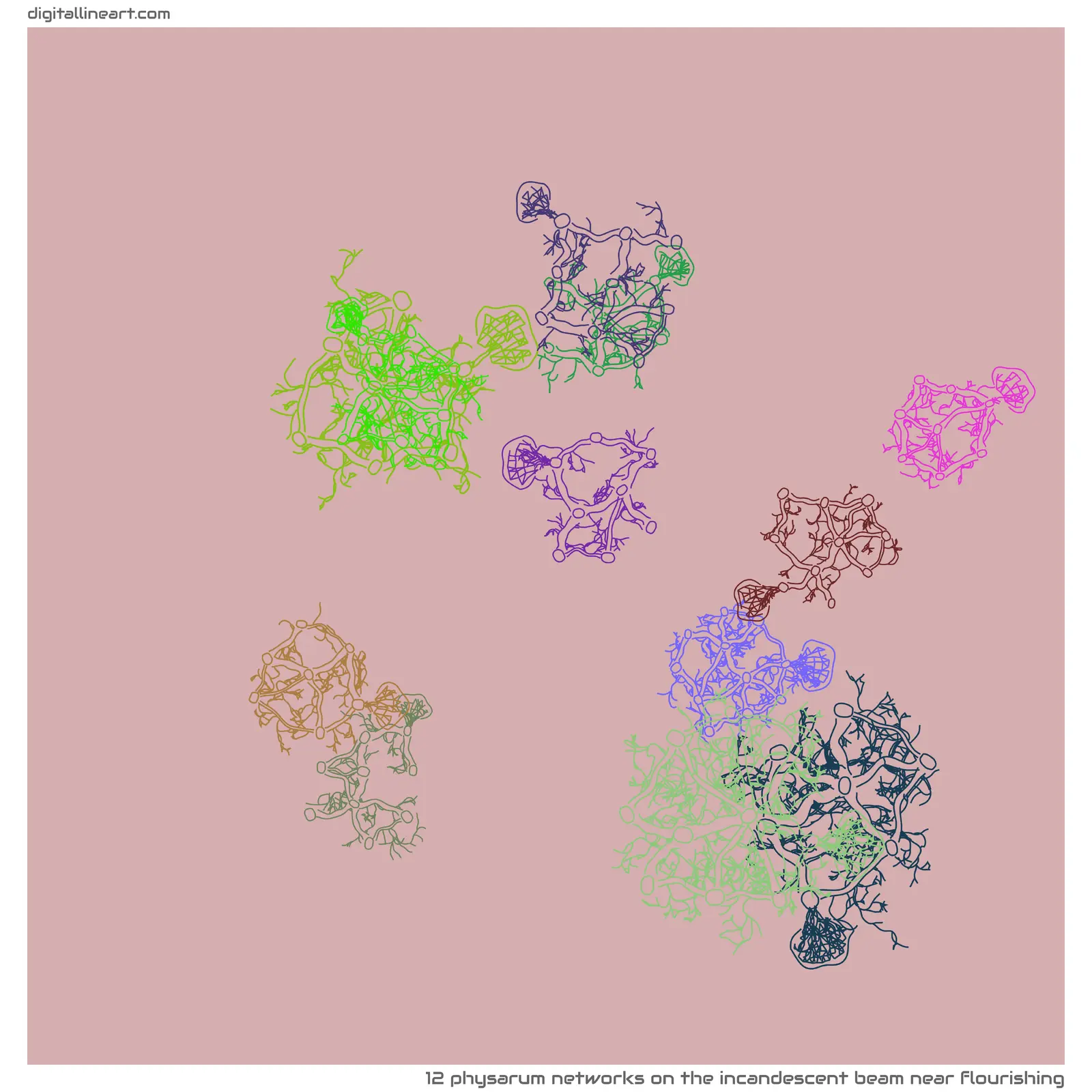 The Incandescent Beam near Flourishing — 12 physarum networks