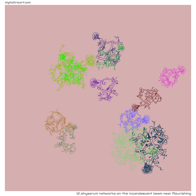 The Incandescent Beam near Flourishing — 12 physarum networks