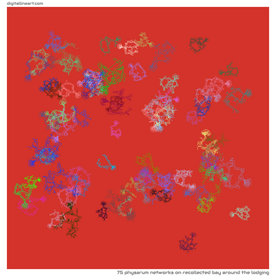 Recollected Bay Around the Lodging — 75 physarum networks