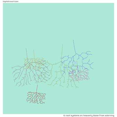 Heavenly Blaze from Adorning — 6 root systems