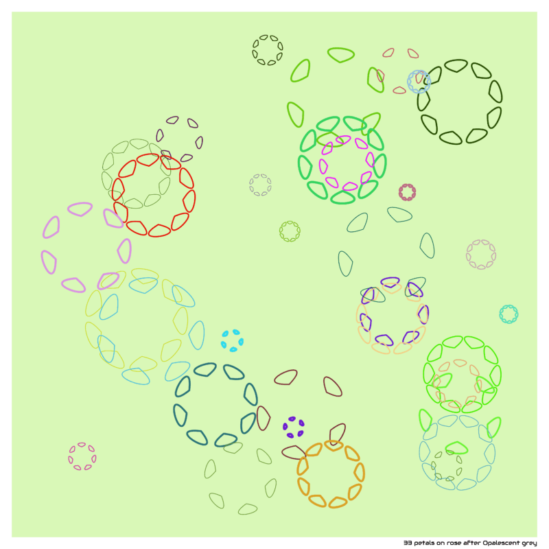 33 petals on rose after Opalescent grey