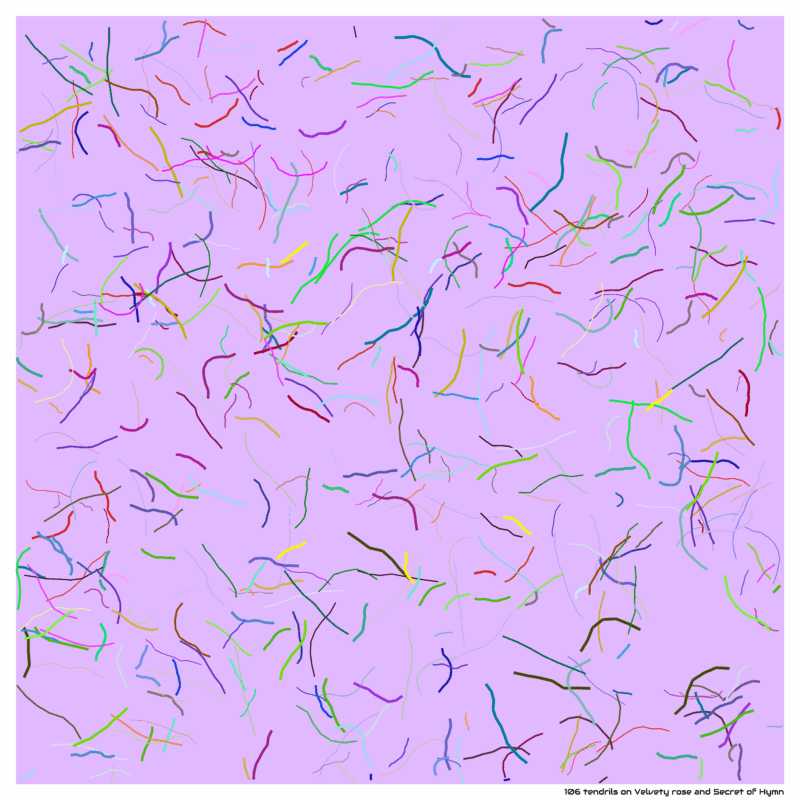 106 tendrils on Velvety rose and Secret of Hymn